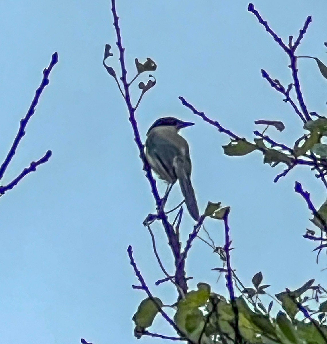 Azure-winged Magpie - ML642145801