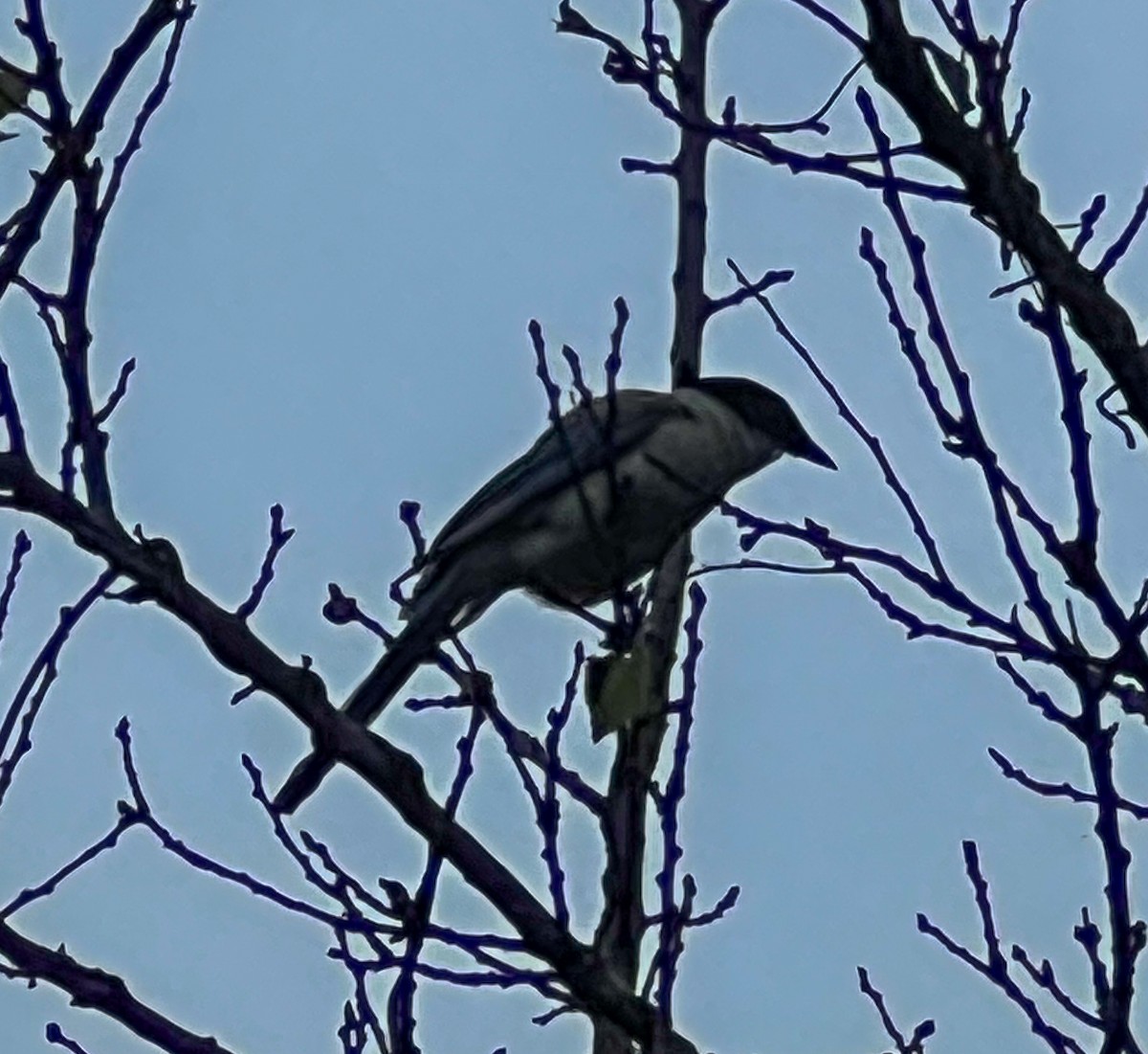 Azure-winged Magpie - ML642145802
