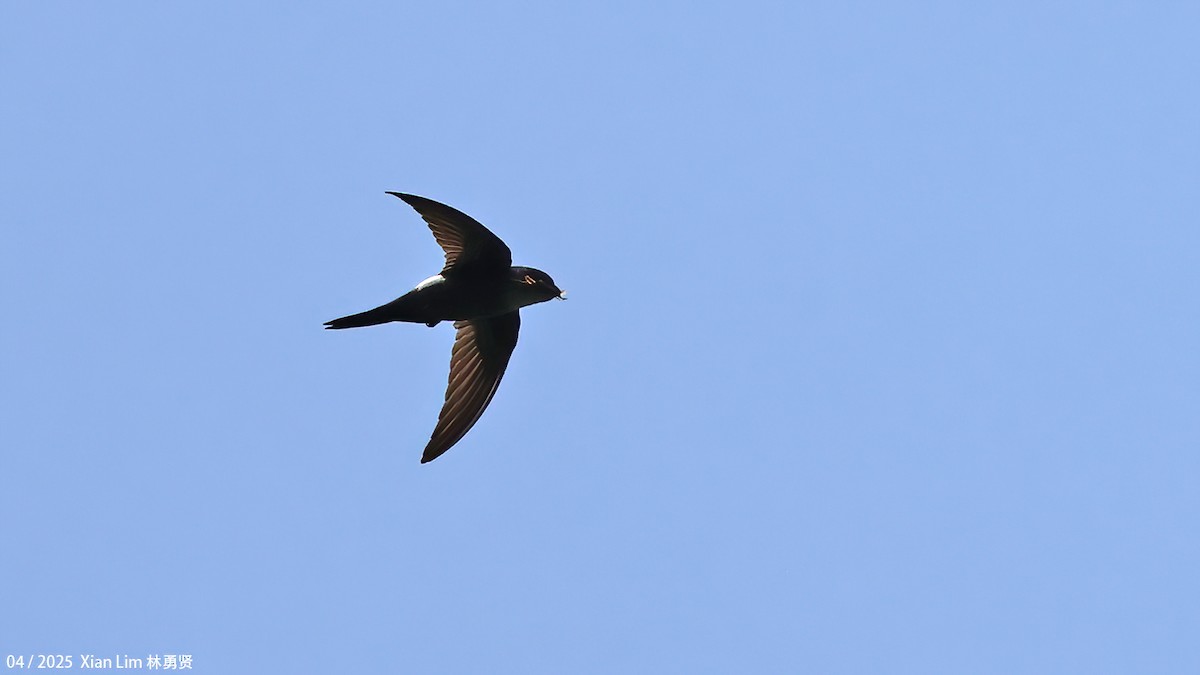 Pacific Swift - ML642145808