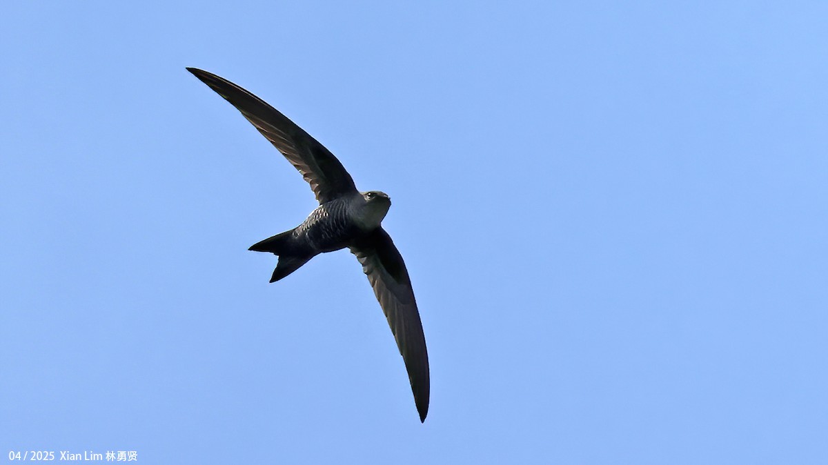 Pacific Swift - ML642145809