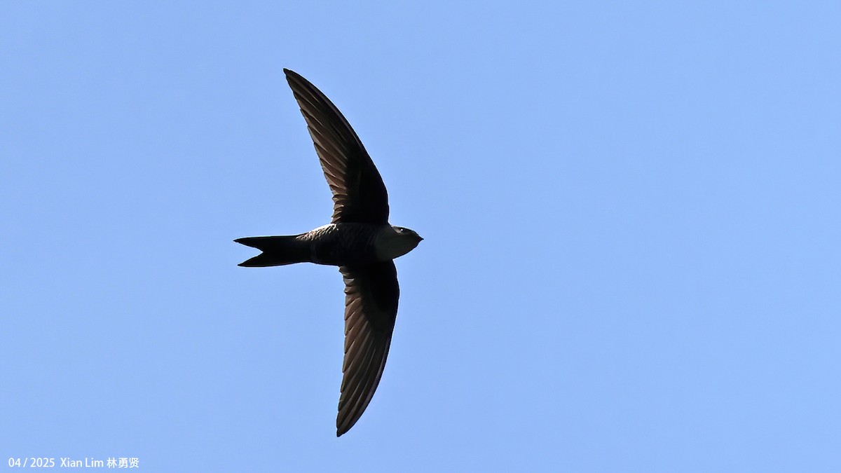 Pacific Swift - ML642145810