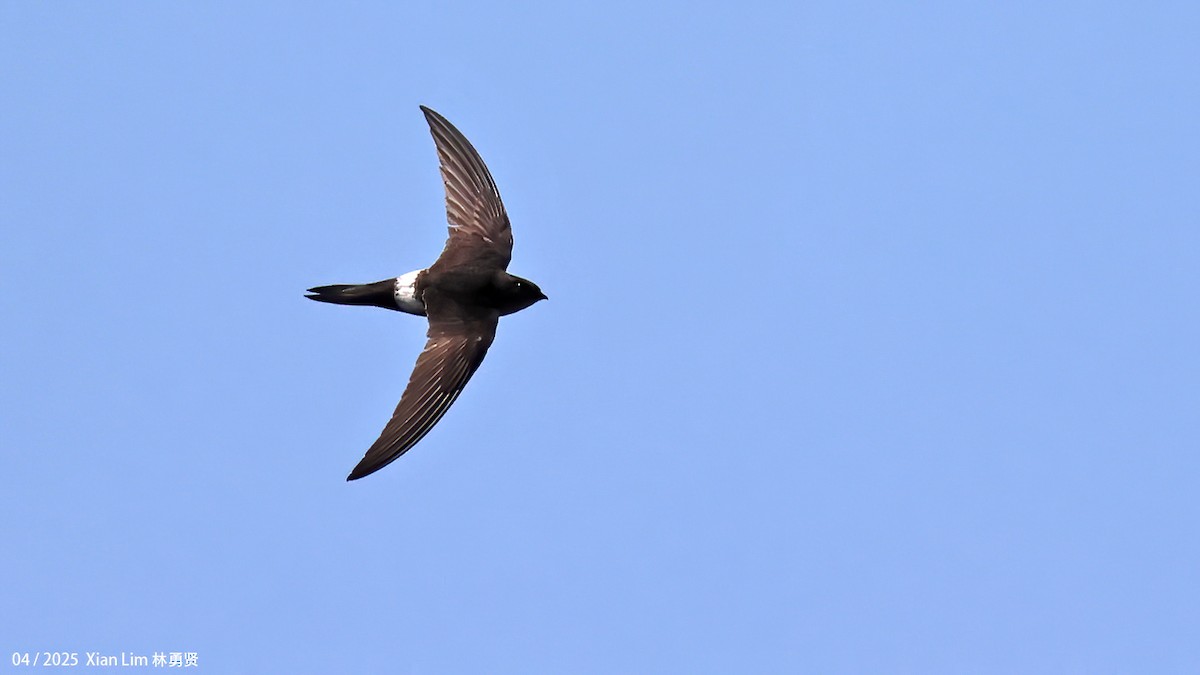 Pacific Swift - ML642145811