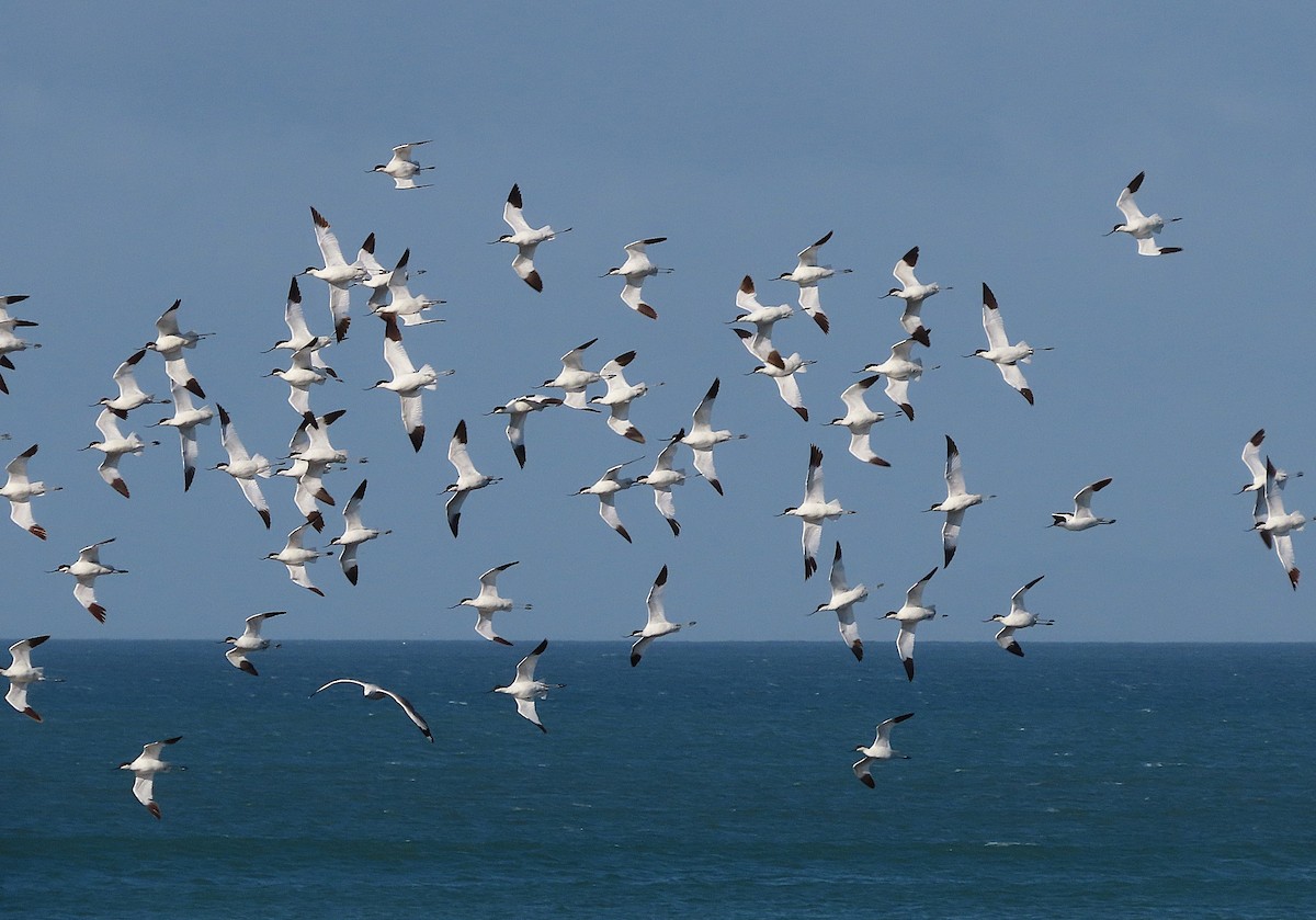 Pied Avocet - ML642145814