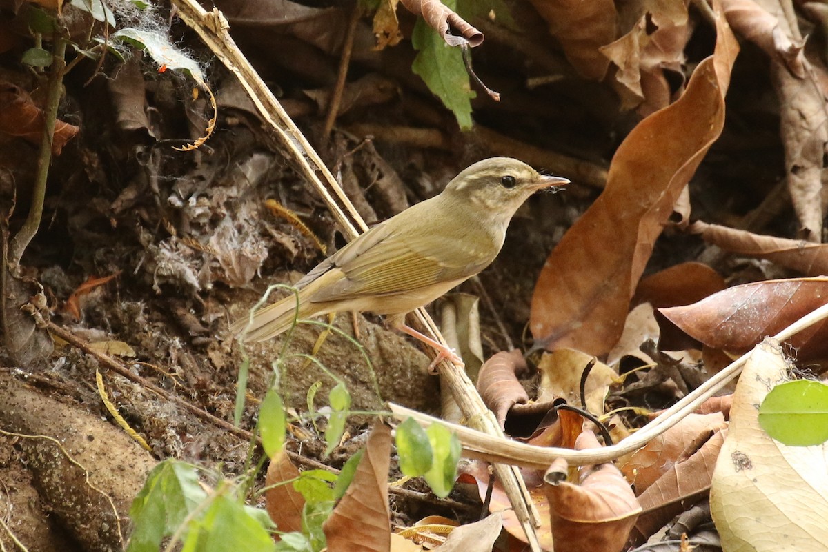 Pale-legged Leaf Warbler - ML642145815