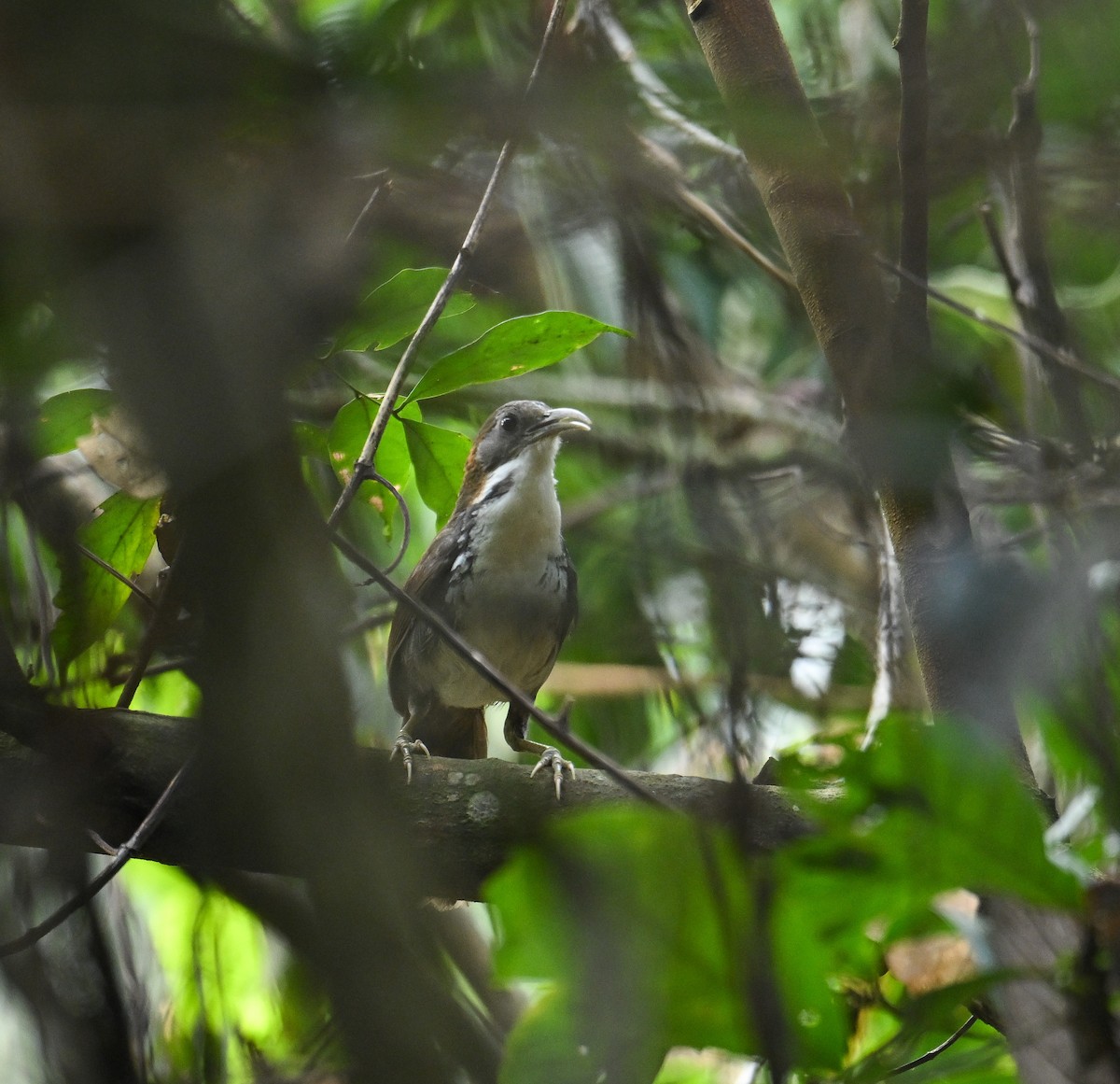 Large Scimitar-Babbler - ML642145817