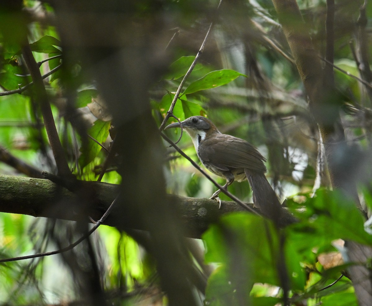 Large Scimitar-Babbler - ML642145818