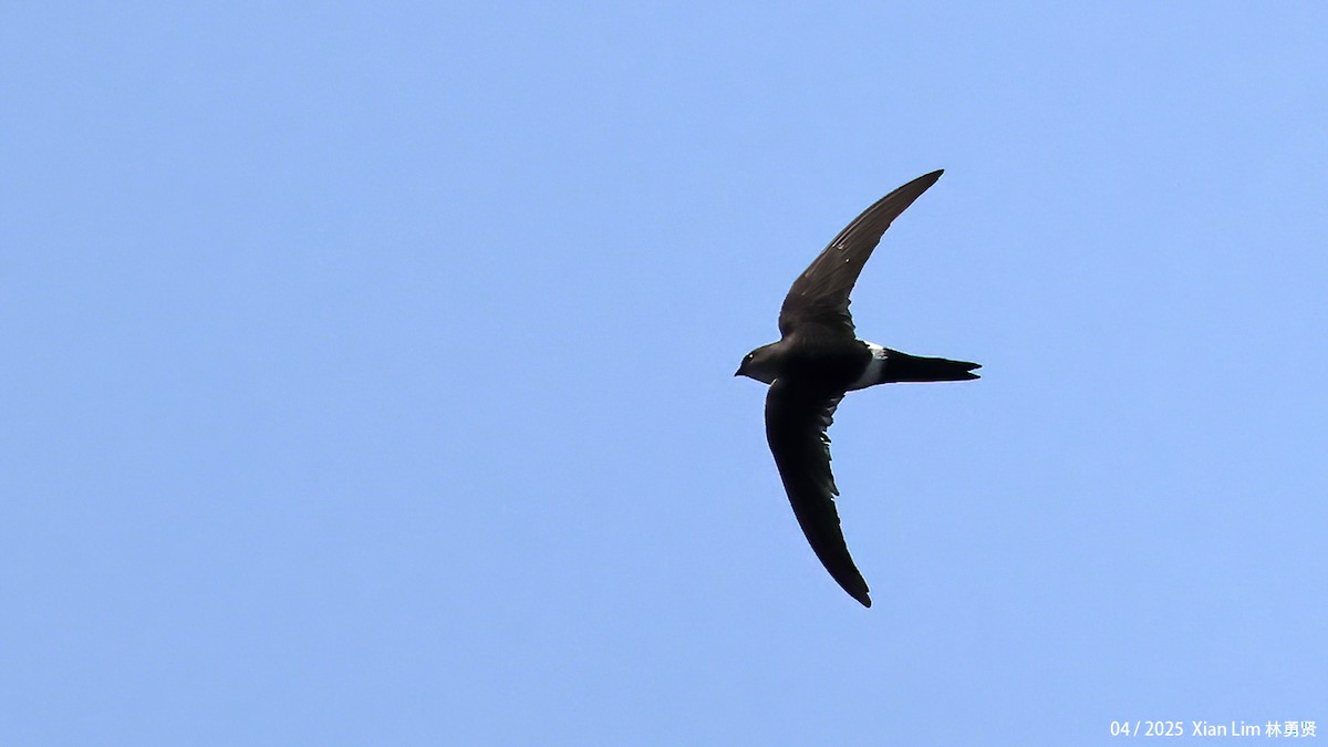 Pacific Swift - ML642145820