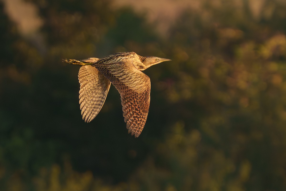 Eurasian Bittern - ML642145821