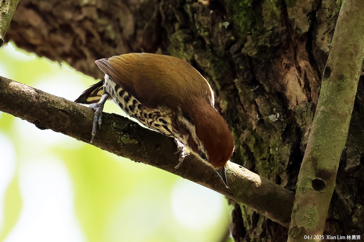 Speckled Piculet - ML642145822