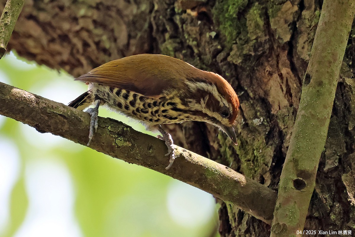 Speckled Piculet - ML642145823
