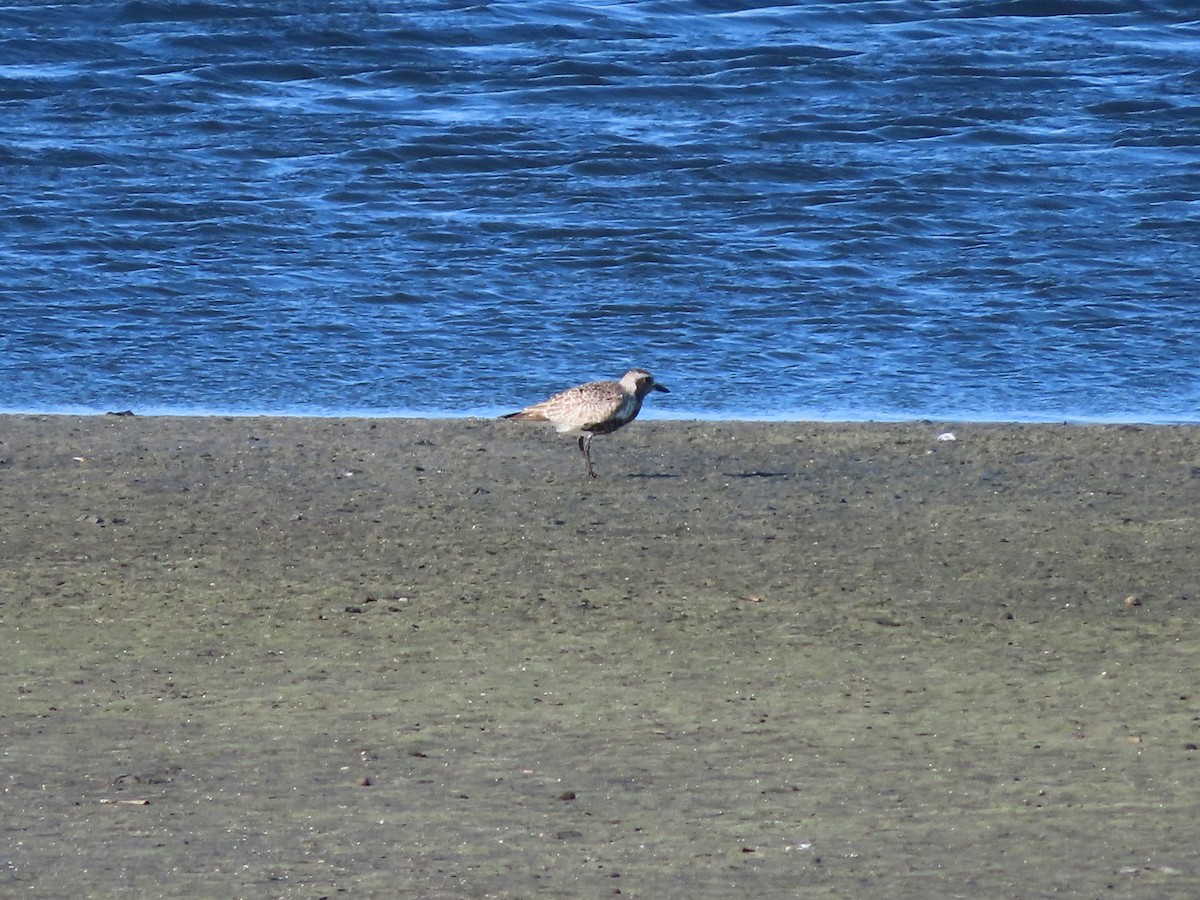 Black-bellied Plover - ML642145825