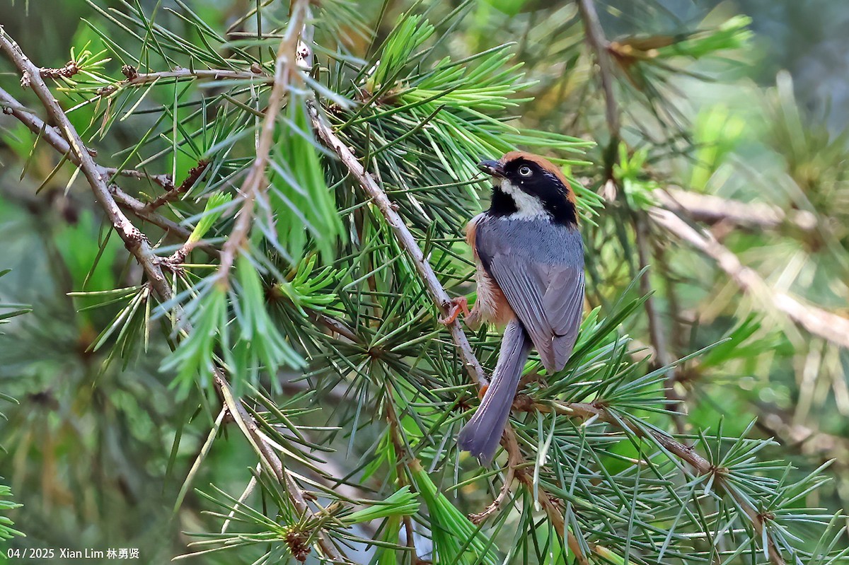 Black-throated Tit - ML642145826