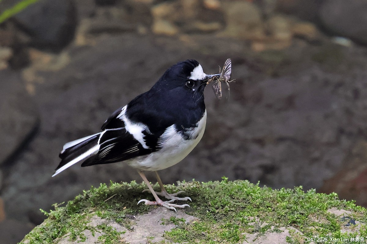 Little Forktail - ML642145832