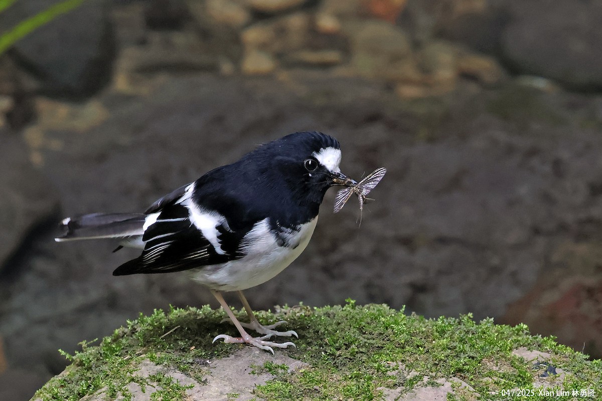 Little Forktail - ML642145833