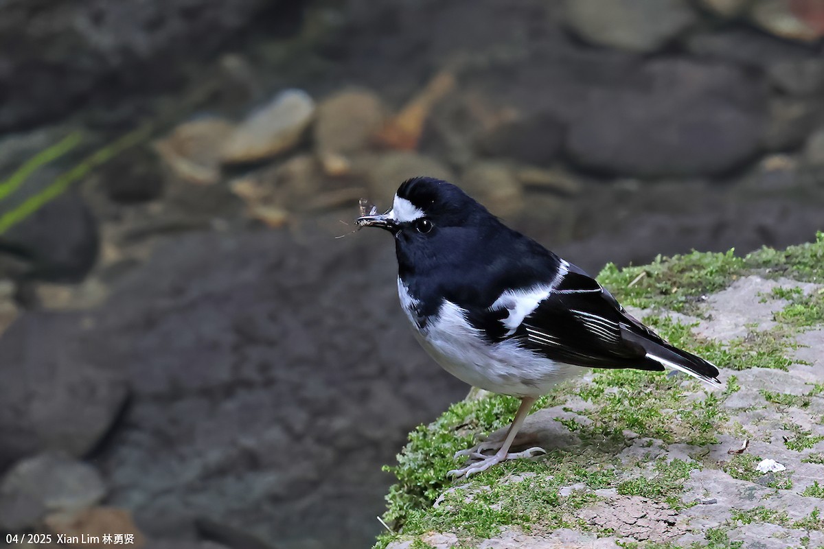 Little Forktail - ML642145834