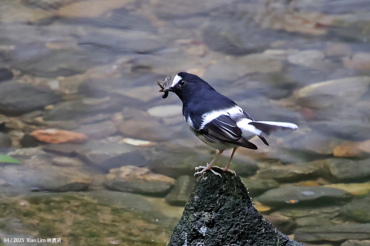 Little Forktail - ML642145836
