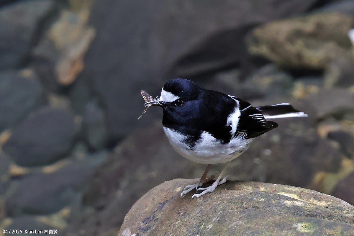 Little Forktail - ML642145838