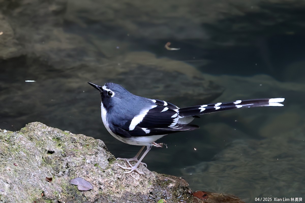 Slaty-backed Forktail - ML642145843