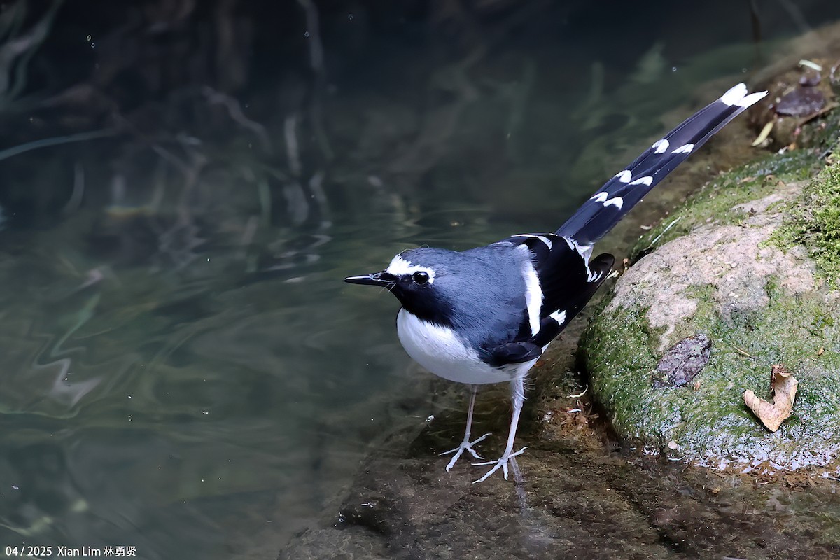 Slaty-backed Forktail - ML642145844
