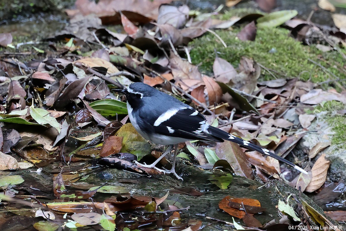 Slaty-backed Forktail - ML642145845