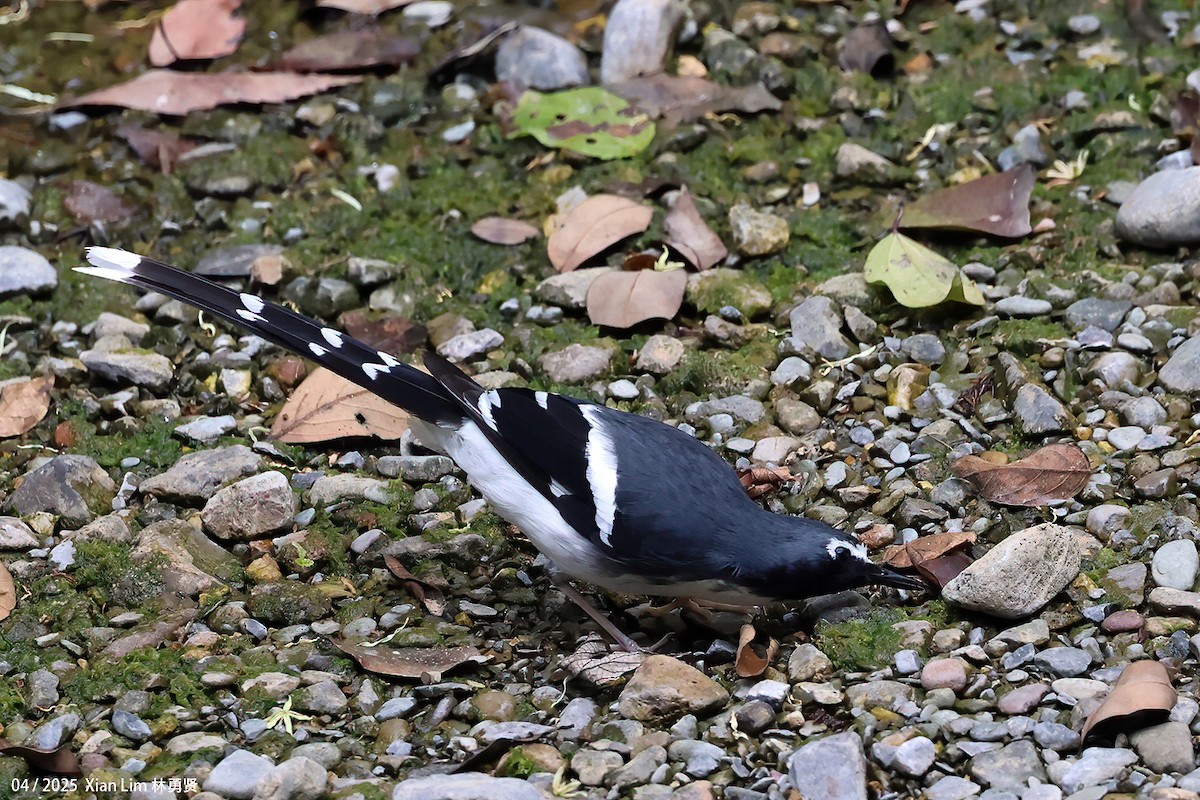 Slaty-backed Forktail - ML642145846