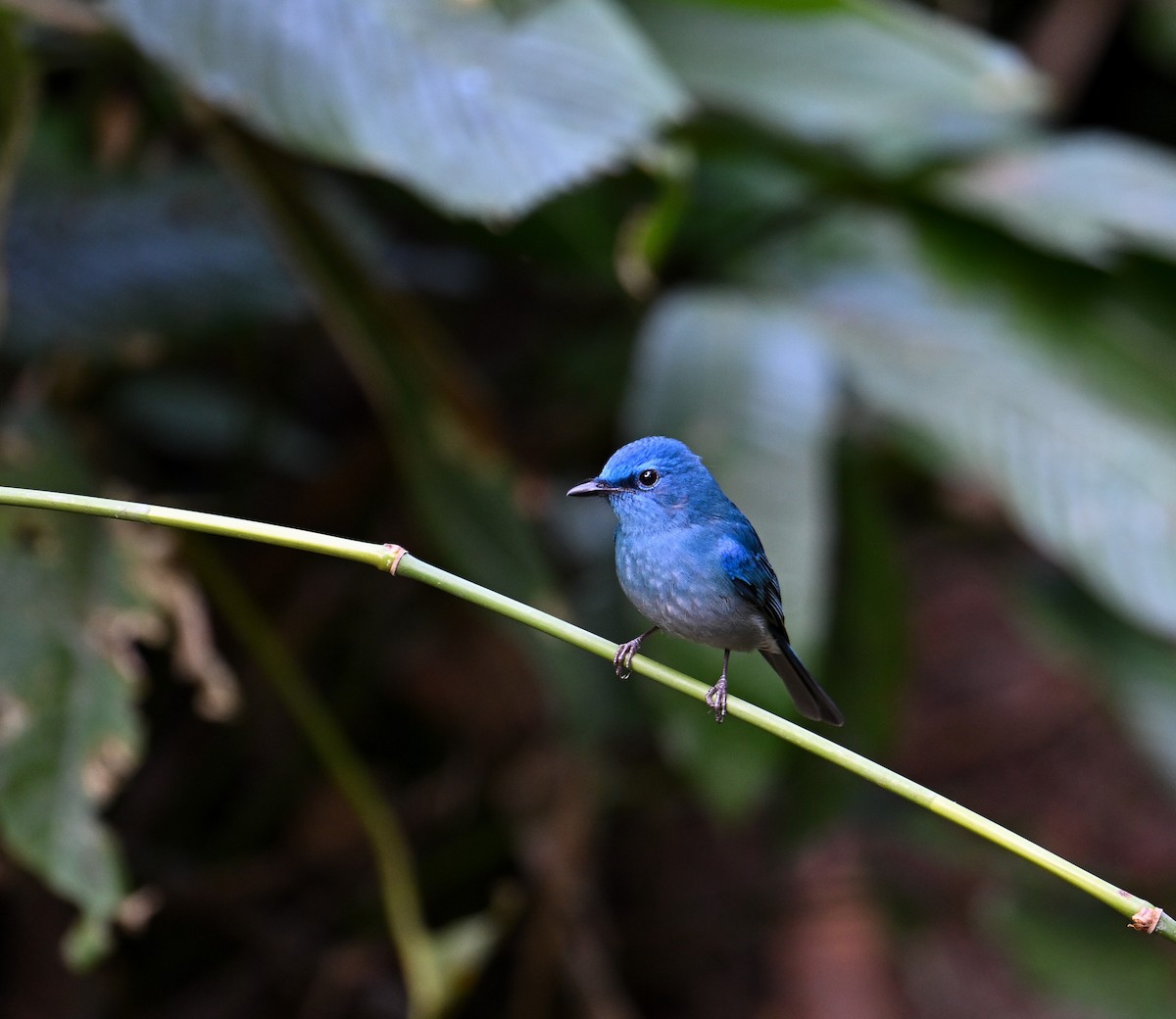 Pale Blue Flycatcher - ML642145851