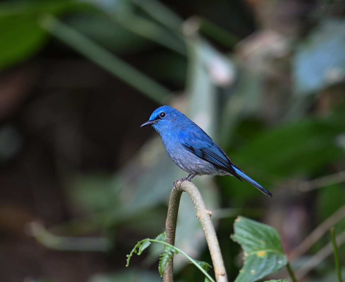 Pale Blue Flycatcher - ML642145852