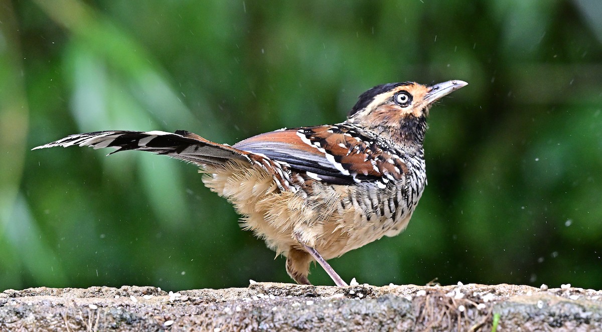 Spotted Laughingthrush - ML642145853