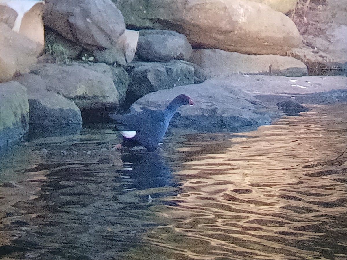 Australasian Swamphen - ML642145857