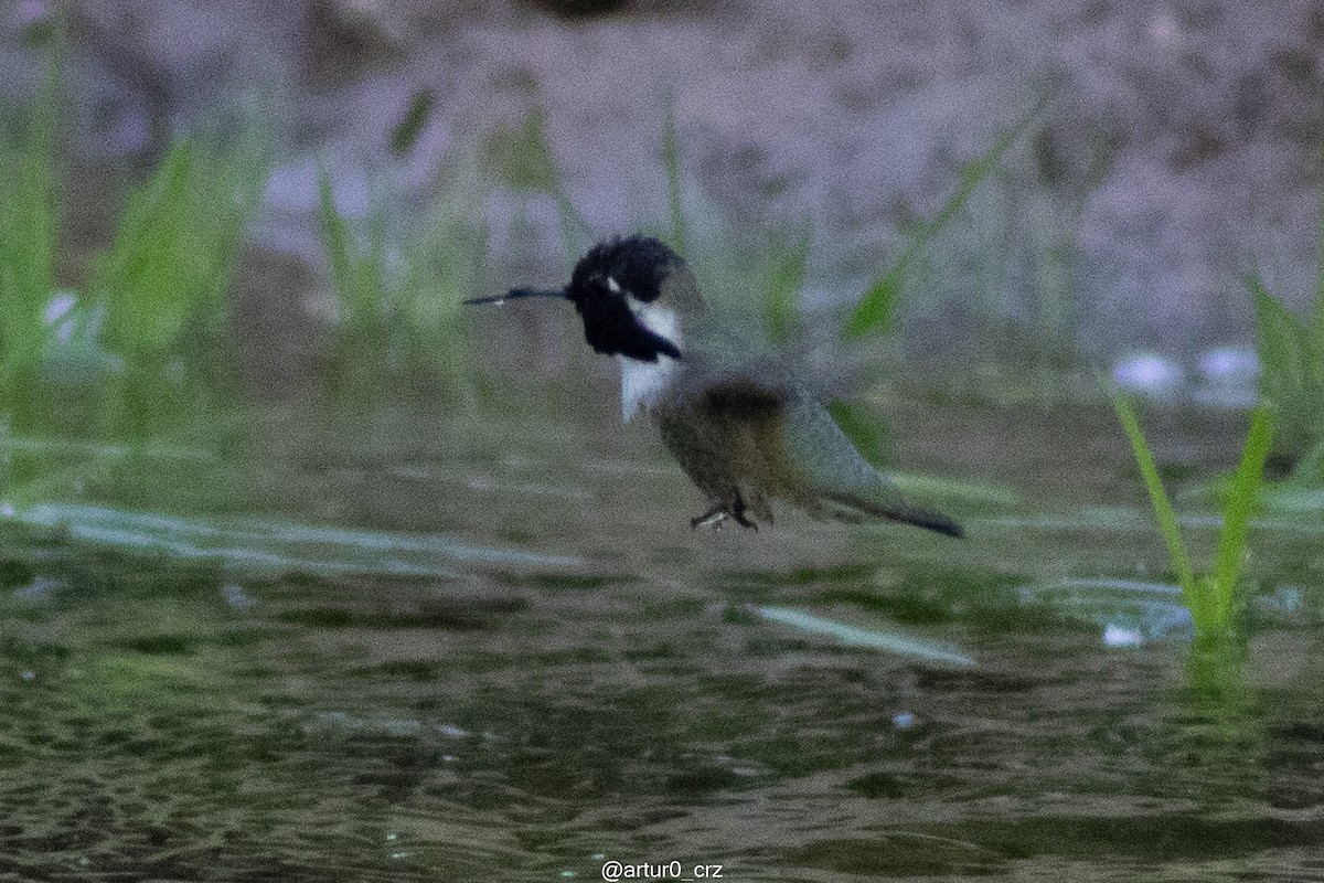 Costa's Hummingbird - ML642145859