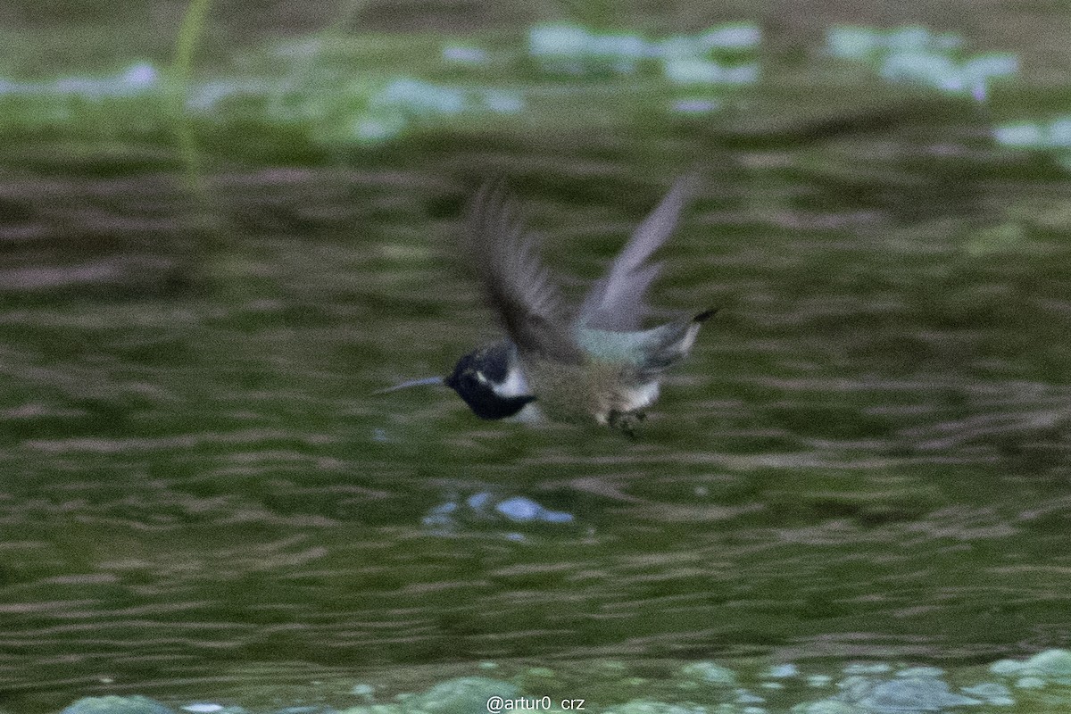 Costa's Hummingbird - ML642145860