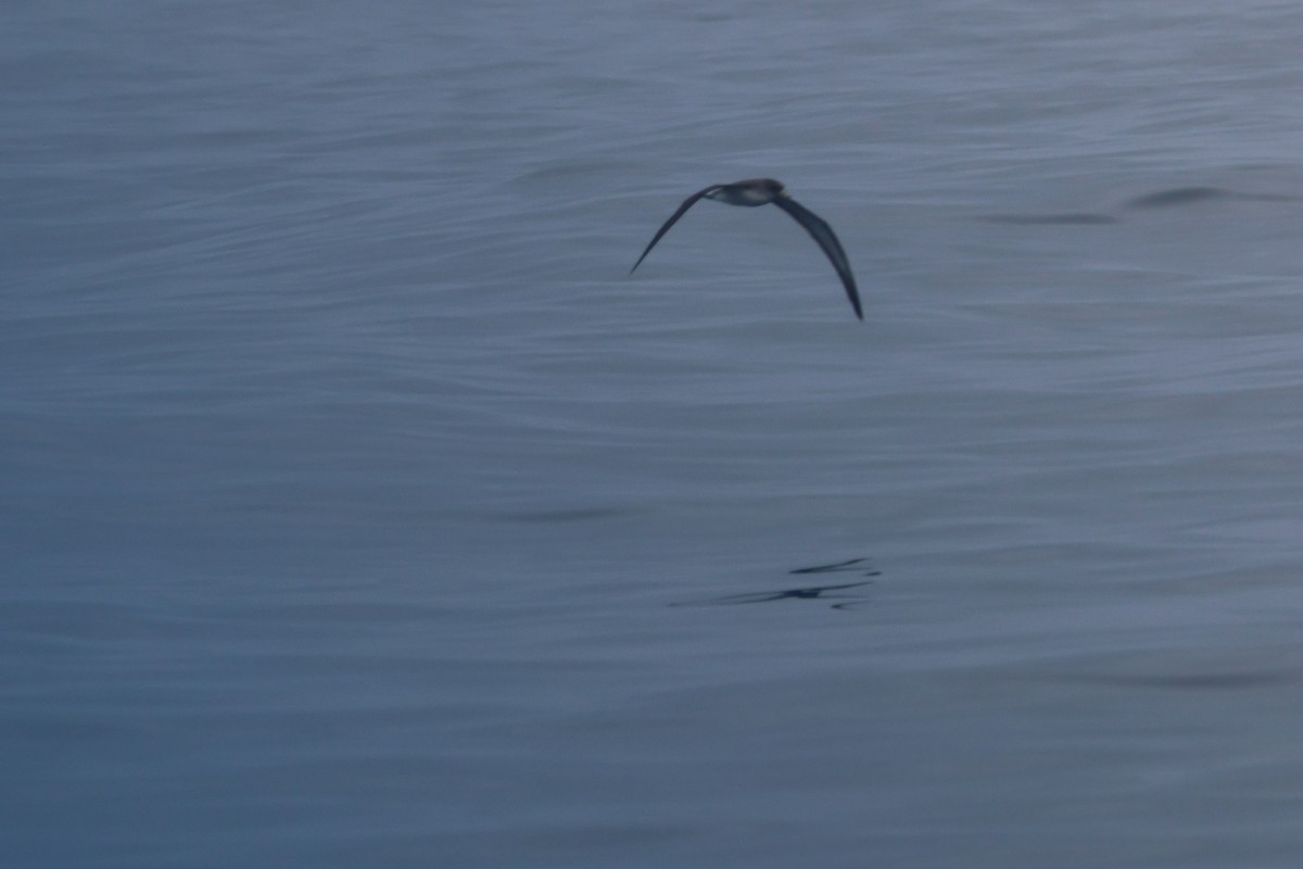 Cory's/Scopoli's Shearwater - ML642145861