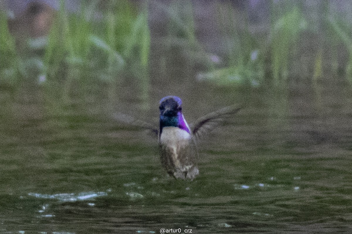 Costa's Hummingbird - ML642145863