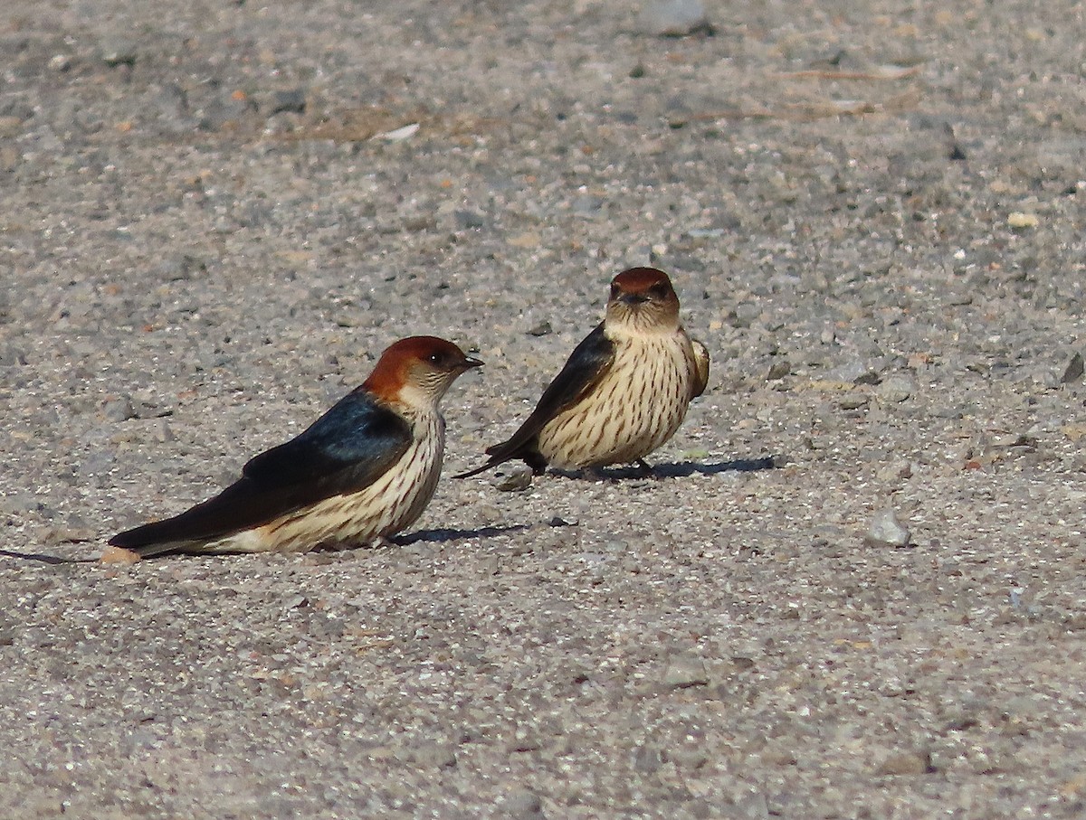 Greater Striped Swallow - ML642145865