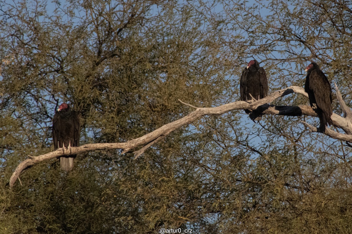 Turkey Vulture - ML642145868