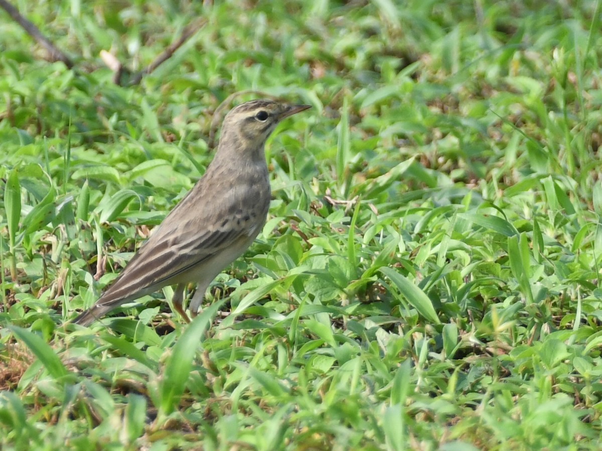 Long-billed Pipit - ML642145870