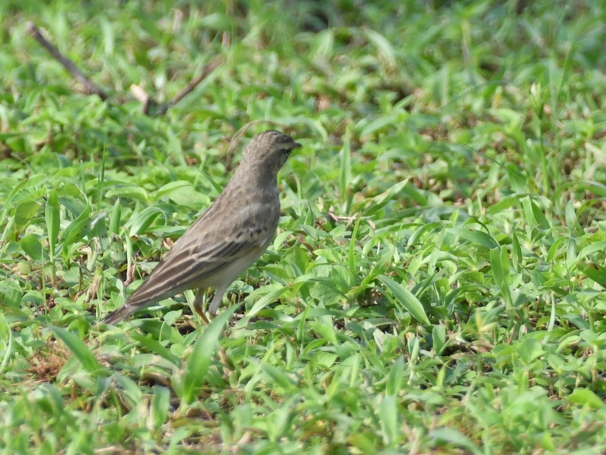 Long-billed Pipit - ML642145871