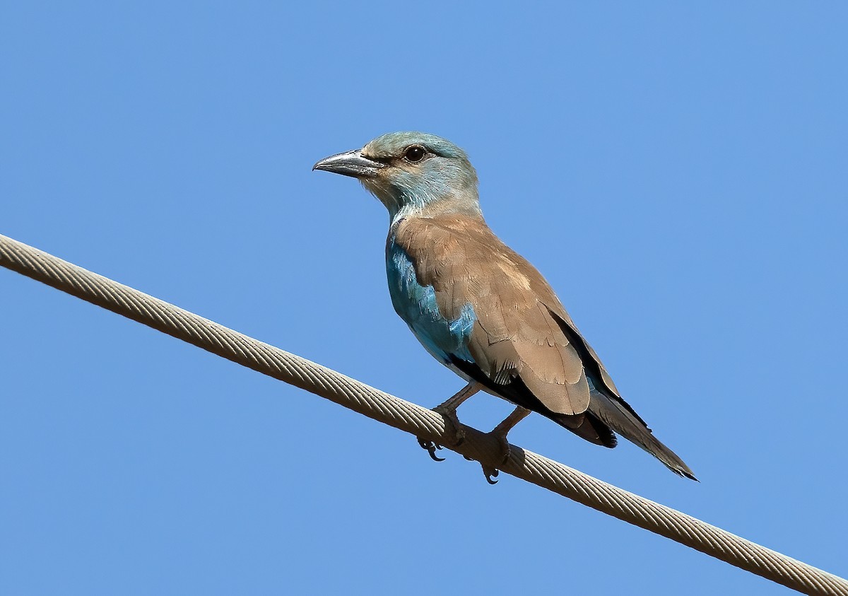Өрнийн зүсэг - ML642145872