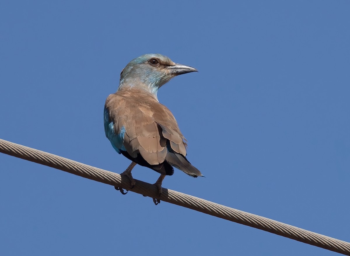 Өрнийн зүсэг - ML642145873