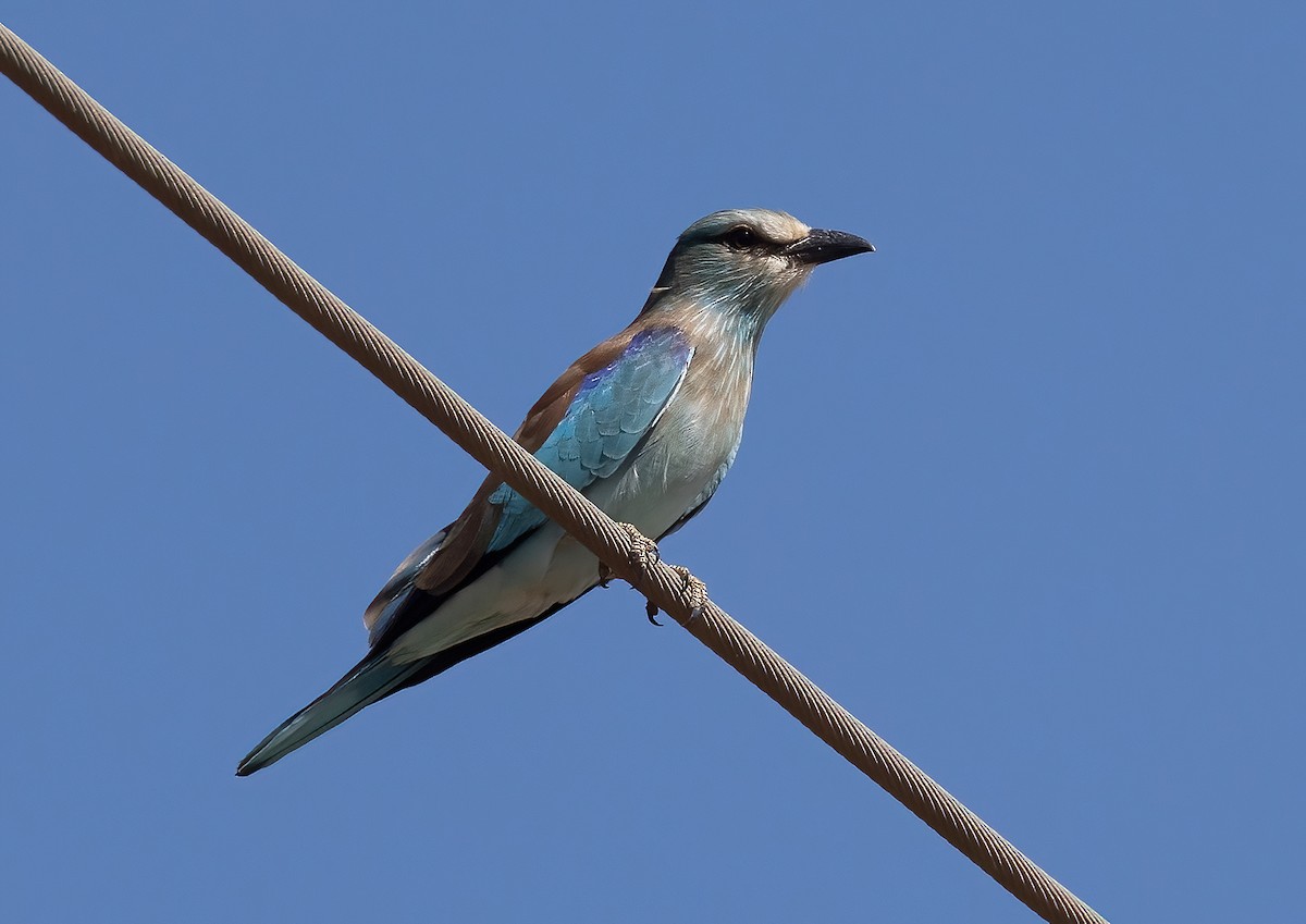 Өрнийн зүсэг - ML642145874