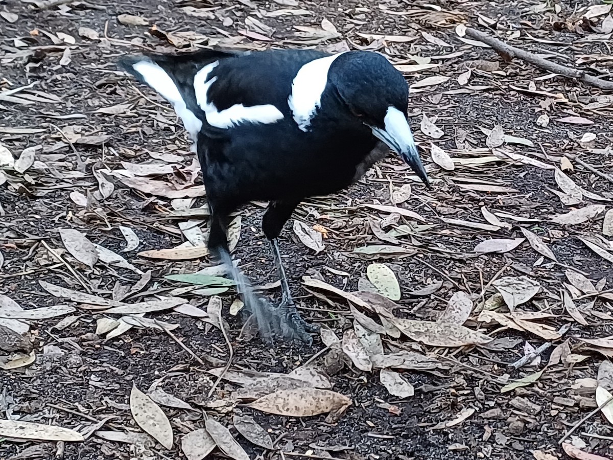 Australian Magpie - ML642145876
