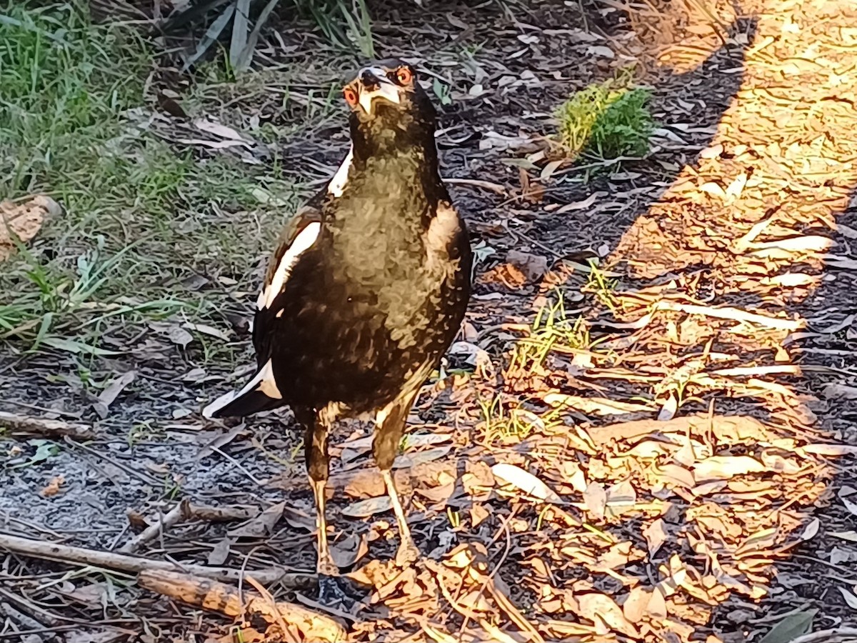 Australian Magpie - ML642145877