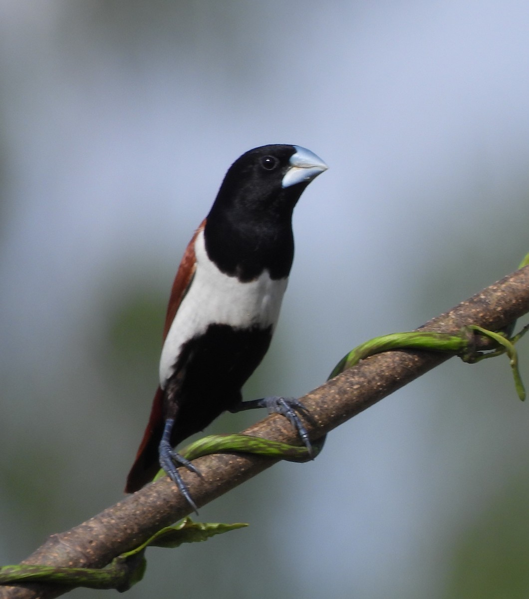Tricolored Munia - ML642145878