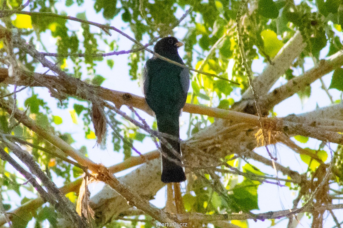 Elegant Trogon - ML642145879