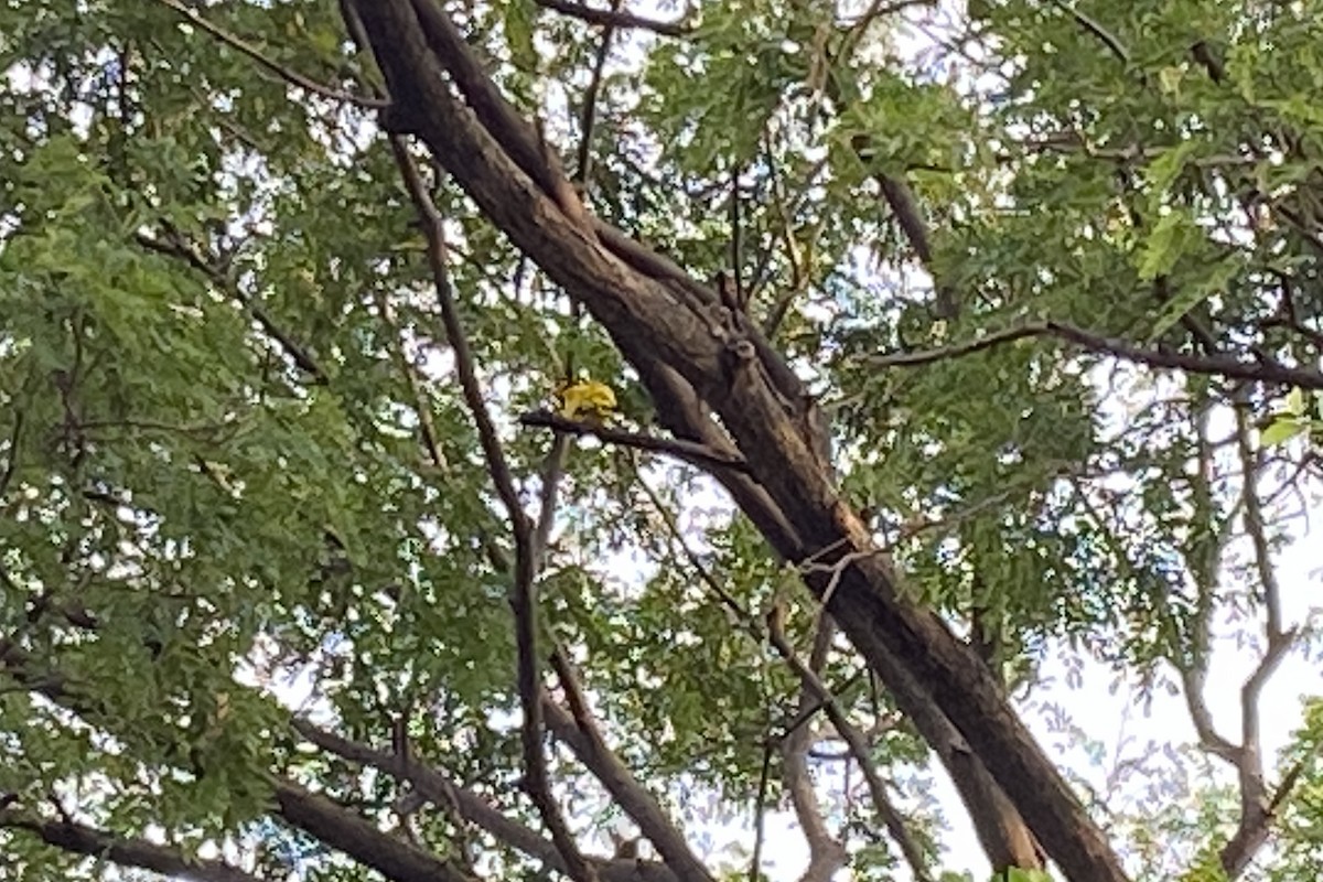 Black-naped Oriole - ML642145880