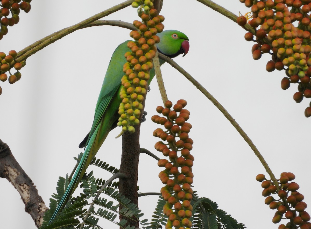 Rose-ringed Parakeet - ML642145884