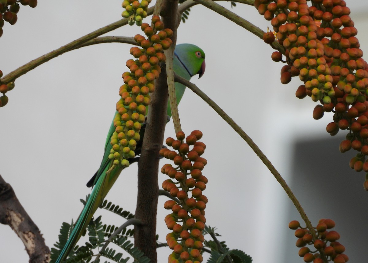 Rose-ringed Parakeet - ML642145885