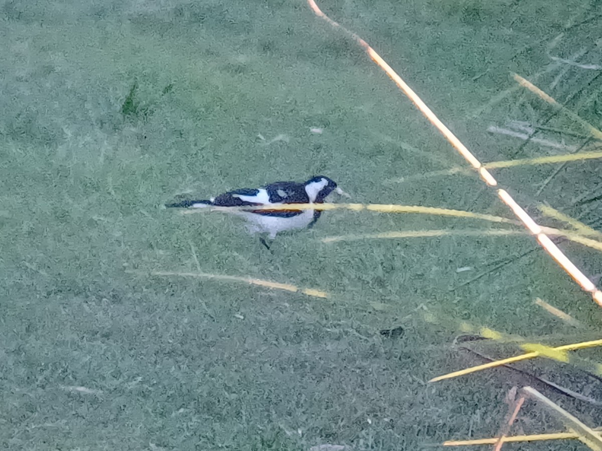 Magpie-lark - ML642145898