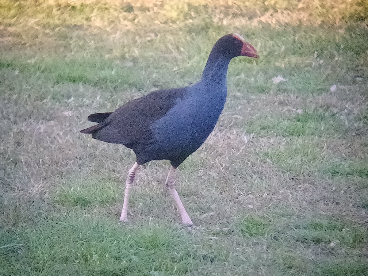 Australasian Swamphen - ML642145904