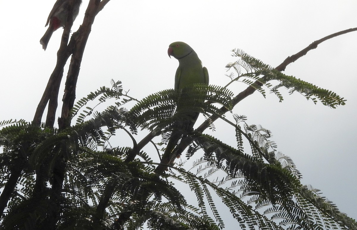 Rose-ringed Parakeet - ML642145908